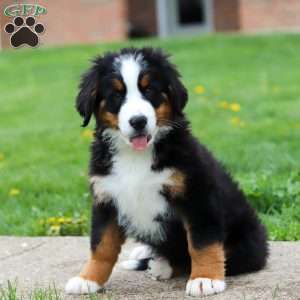 Casey, Bernese Mountain Dog Puppy